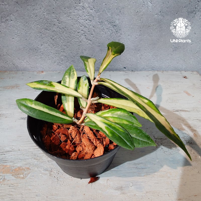 タイ直輸入・ホヤ植物 希少】Hoya Rigidifolia variegated｜ホヤ リ