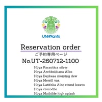 【ご予約者様専用ページ】 ご予約No.UH-260712-1100  / Hoya 全7品種 【タイ直輸入・希少】