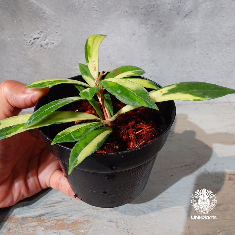 タイ直輸入・ホヤ植物 希少】Hoya Rigidifolia variegated｜ホヤ リ