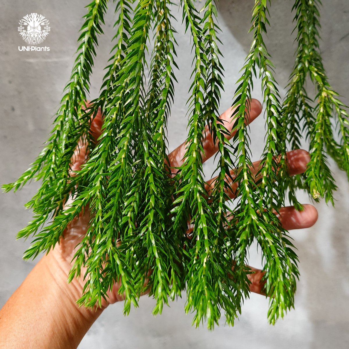 タイ直輸入・現地選抜】Huperzia carinata dwarf｜フペルジア