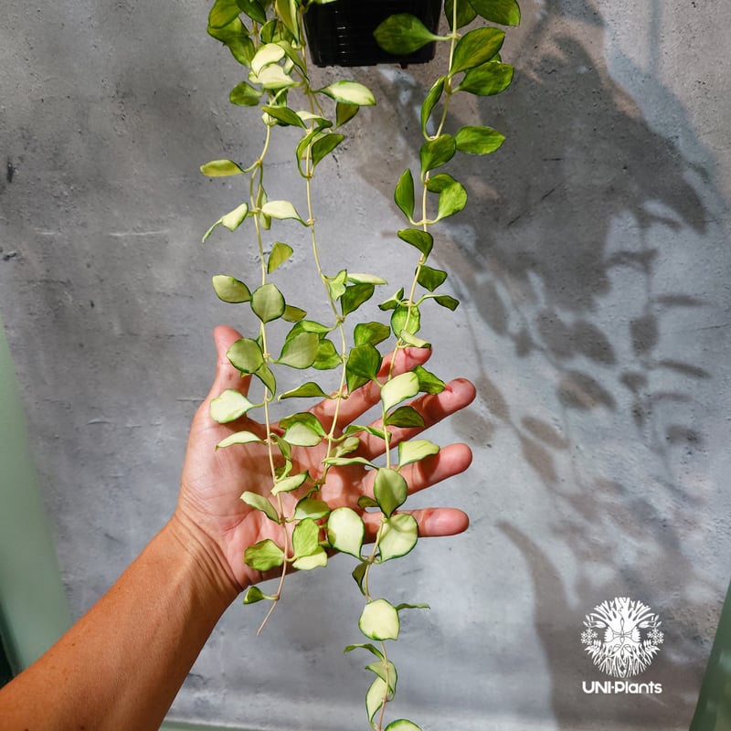 タイ直輸入・ホヤ植物 希少】Hoya Heuschkeliana variegata｜ホヤ