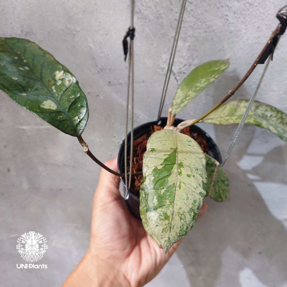 タイ直輸入・ホヤ植物 希少】Hoya Gunung gading ghost｜ホヤ グヌン