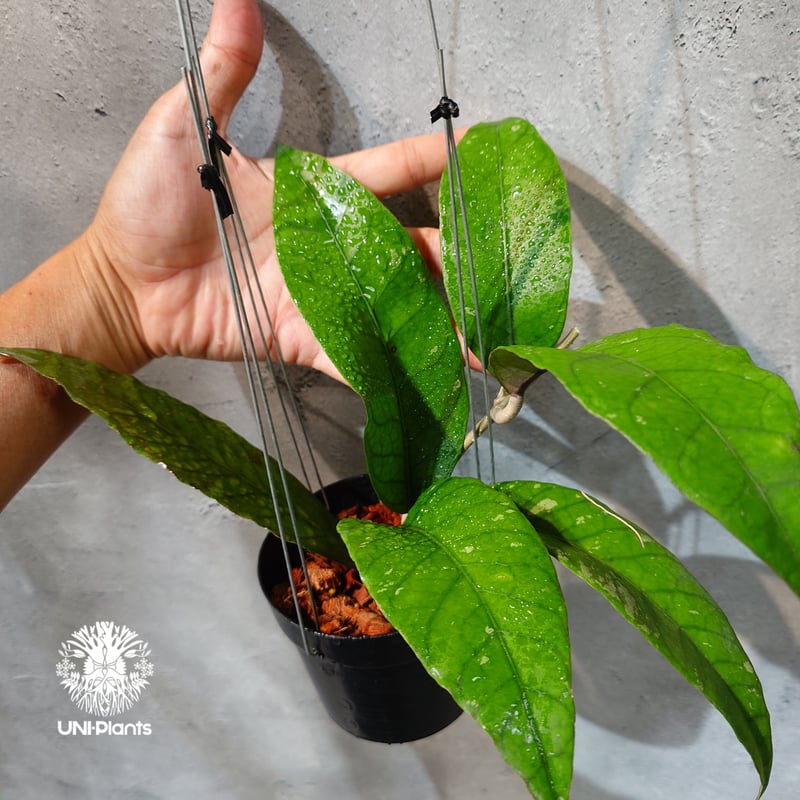 タイ直輸入・ホヤ植物 希少】Hoya Aceh fish bone red｜ホヤ アチェ フ