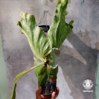 【タイ直輸入・現地選抜】Platycerium grande ｜ビカクシダ グランデ｜ビカクシダ原種｜Platycerium｜