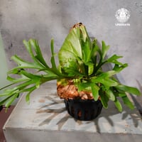 【タイ直輸入・現地選抜】Platycerium Kitshakood 'king' ｜ビカクシダ キッチャクード 'キング '｜ビカクシダハイブリッド｜Platycerium｜ビカクシダ