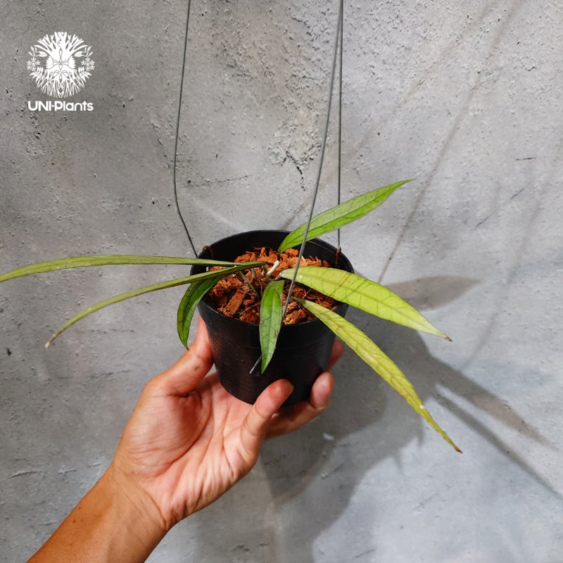 タイ直輸入・ホヤ植物 希少】Hoya Callistophylla 'Jungle Spea