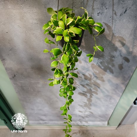 【タイ直輸入・ホヤ植物 希少】Hoya heuschkeliana 'Albomarginata '｜ホヤ ヘウスケリアナ アルボマルギナータ｜希少種｜斑入りホヤ植物｜レアなホヤ植物