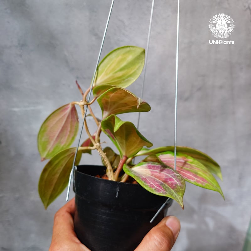 タイ直輸入・ホヤ植物 希少】Hoya merrillii variegata｜ホヤ メリリー