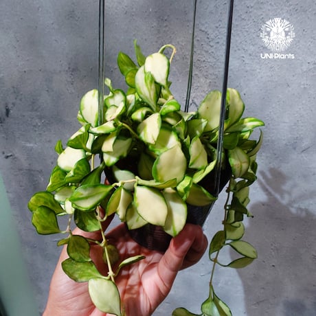 【タイ直輸入・ホヤ植物 希少】Hoya Heuschkeliana variegata｜ホヤ ヘウスケリアナ バリエガータ｜希少種｜斑入りホヤ植物｜レアなホヤ植物