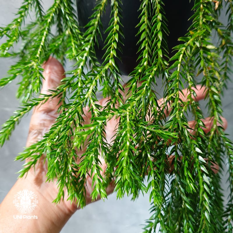 タイ直輸入・現地選抜】Huperzia carinata dwarf｜フペルジア