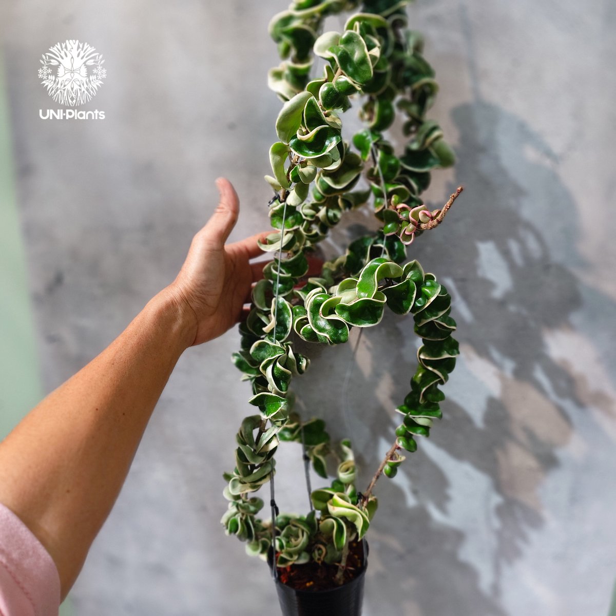 タイ直輸入・ホヤ植物 希少】Hoya Compacta Albomarginata long