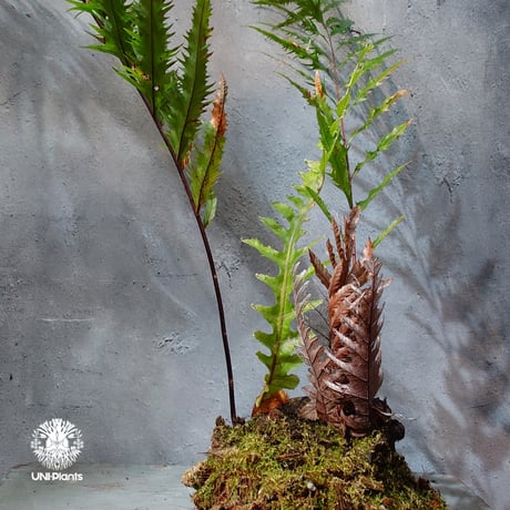 【タイ直輸入・現地選抜】Drynaria rigidula var ' Whitei '｜ドリナリア リギデュラ 'ホワイティ'｜ドリナリア｜Drynaria｜着生シダ植物