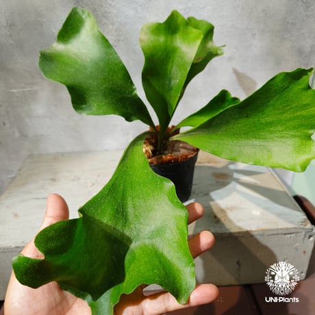 【タイ直輸入・現地選抜】Platycerium hillii Pumila Kew Garden ｜ビカクシダ ヒリー プミラ キューガーデン｜ビカクシダ原種｜Platycerium｜