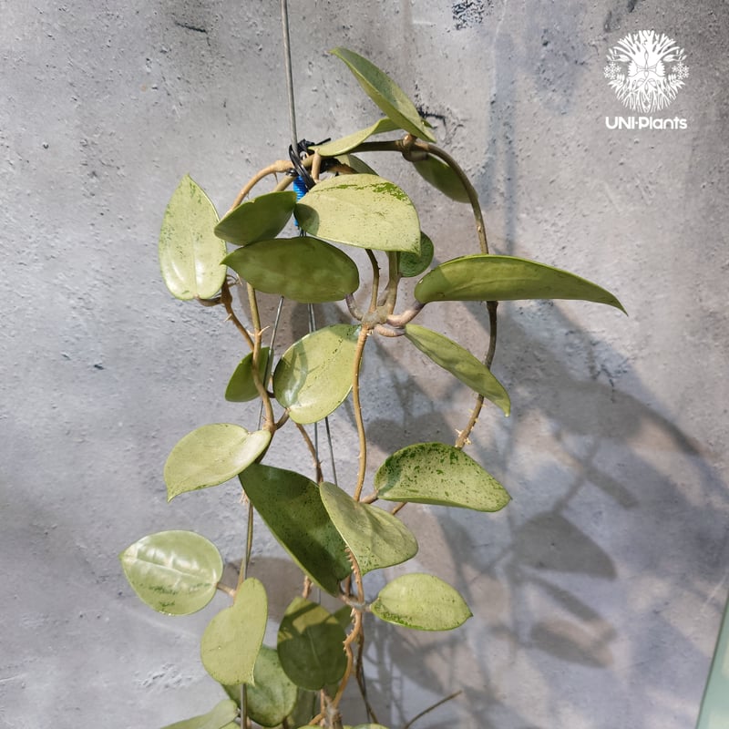タイ直輸入・ホヤ植物 希少】Hoya parasitica 'Heart Leaves Si