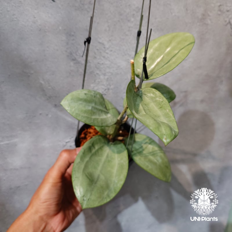 タイ直輸入・ホヤ植物 希少】Hoya Latifolia silver｜ホヤ ラティ