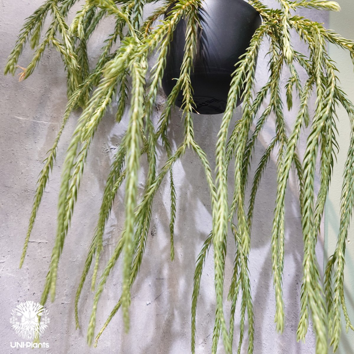 タイ直輸入・現地選抜】Huperzia carinata 'Blue'｜フペルジア カリナー