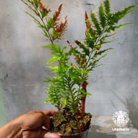 【タイ直輸入・現地選抜】Drynaria rigidula var ' Whitei '｜ドリナリア リギデュラ 'ホワイティ'｜ドリナリア｜Drynaria｜着生シダ植物