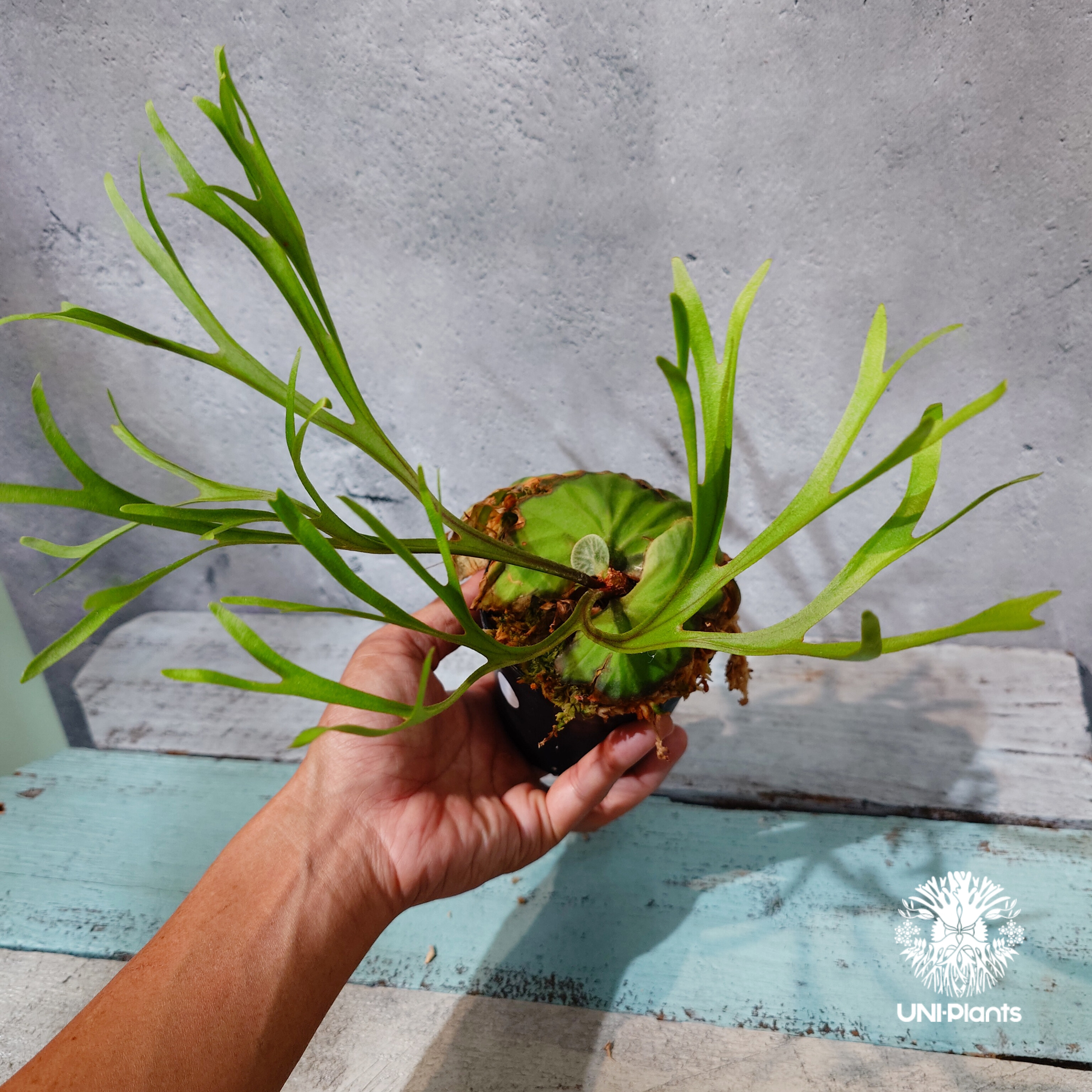 タイ直輸入・現地選抜】Platycerium ridleyi 'Pakarang'｜ビカクシ