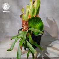 【タイ直輸入・現地選抜】Platycerium Ravana｜ビカクシダ  'ラヴェナ '｜ビカクシダハイブリッド｜Platycerium｜ビカクシダ