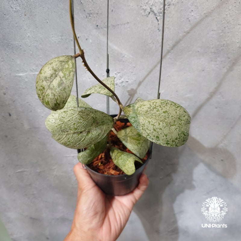 タイ直輸入・ホヤ植物 希少】Hoya Deykeae 'Morning Dew'｜ホヤ デイ