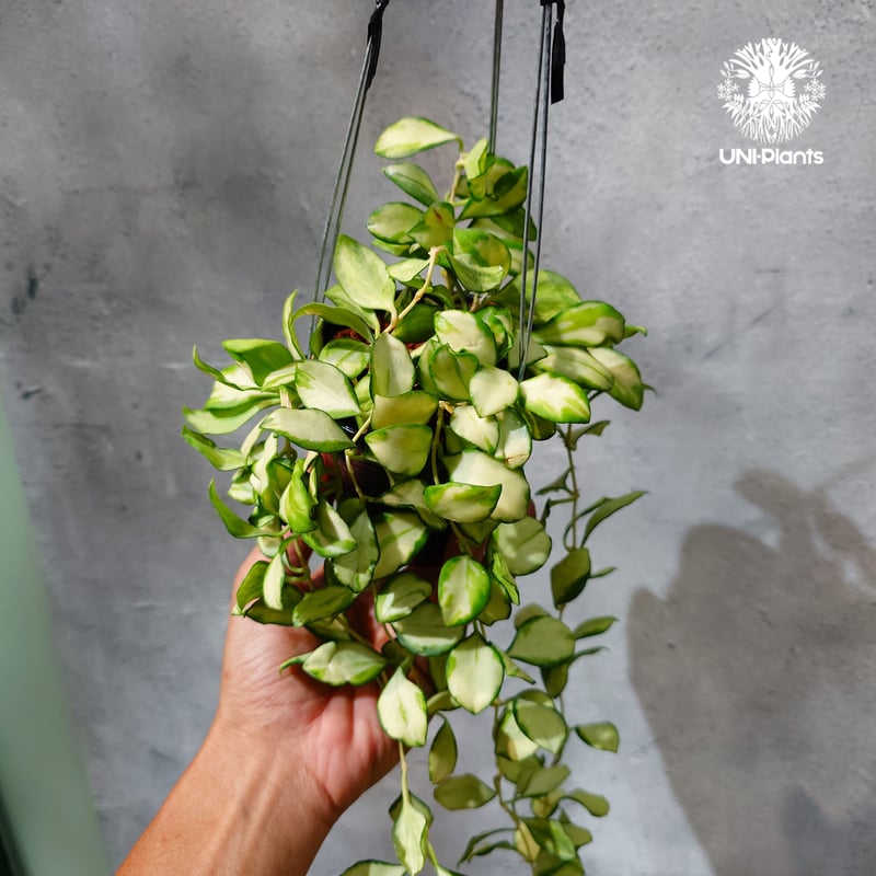 タイ直輸入・ホヤ植物 希少】Hoya Heuschkeliana variegata｜ホヤ
