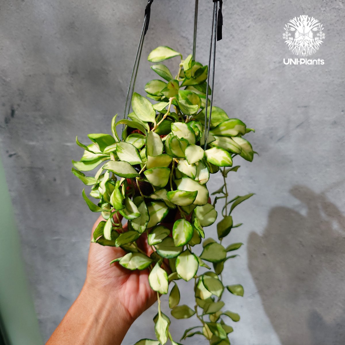 タイ直輸入・ホヤ植物 希少】Hoya Heuschkeliana variegata｜ホヤ