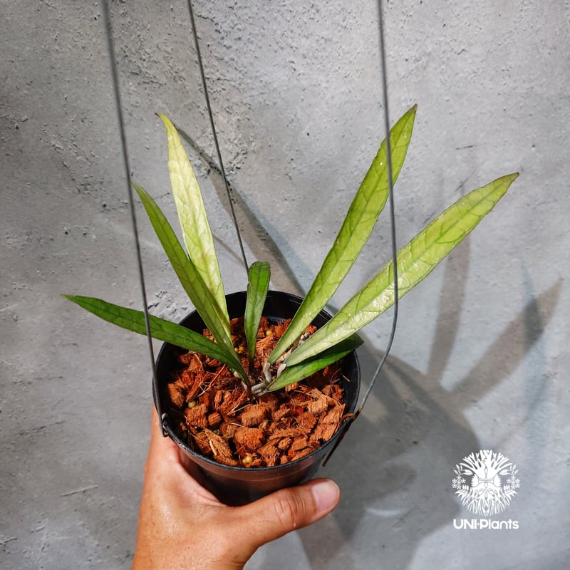 タイ直輸入・ホヤ植物 希少】Hoya Callistophylla 'Jungle Spea