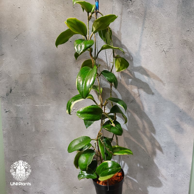 タイ直輸入・ホヤ植物 希少】Hoya Little plu｜ホヤ 'リトル・プル