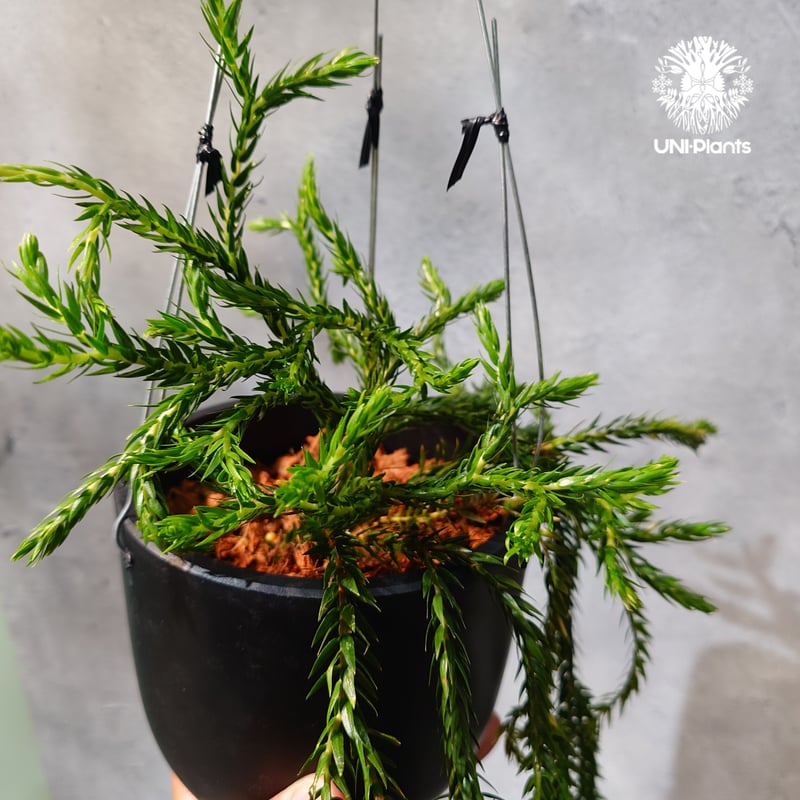 タイ直輸入・現地選抜】Huperzia carinata dwarf｜フペルジア