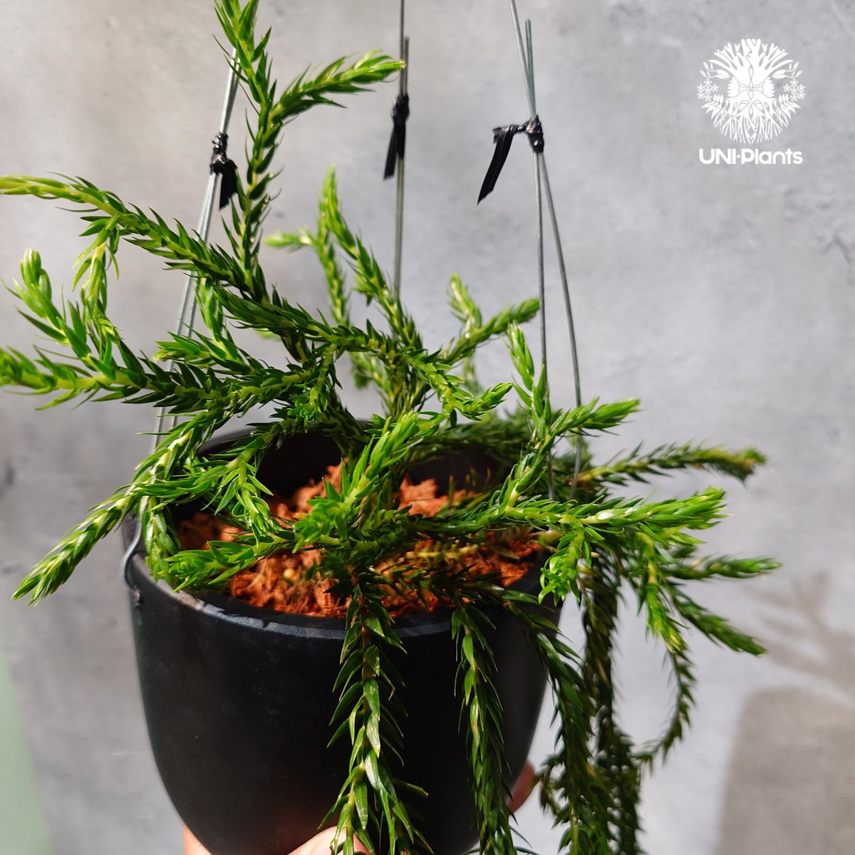 フペルジア　カリナータ　huperzia carinata タイ直輸入・現地選抜】Huperzia carinata dwarf｜フペルジア