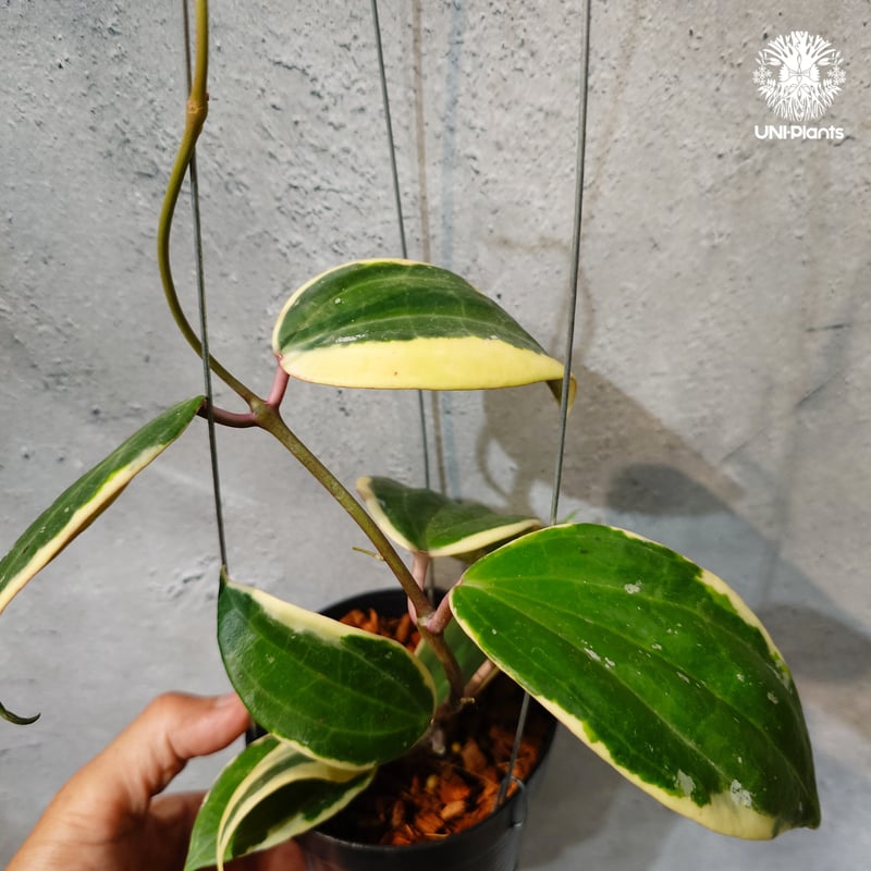 タイ直輸入・ホヤ植物 希少】Hoya latifolia 'Albomarginata' (