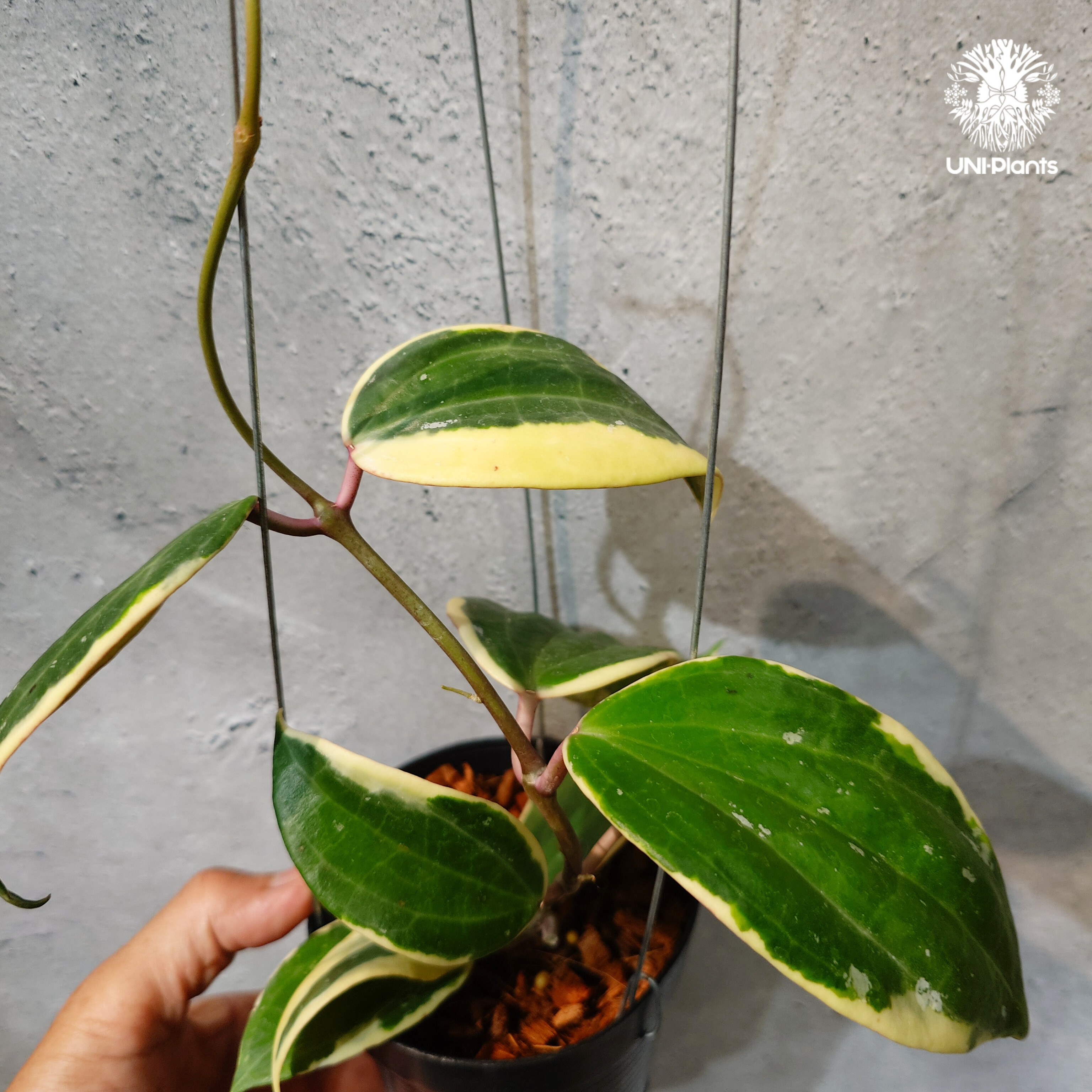タイ直輸入・ホヤ植物 希少】Hoya latifolia 'Albomarginata' (