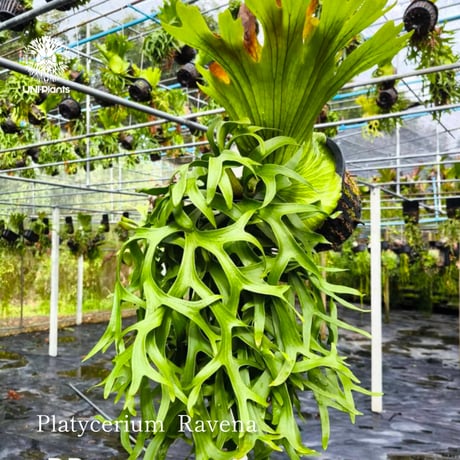 【タイ直輸入・現地選抜】Platycerium Ravana｜ビカクシダ  'ラヴェナ '｜ビカクシダハイブリッド｜Platycerium｜ビカクシダ