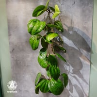 【タイ直輸入・ホヤ植物 希少】Hoya Sarawak pink｜ホヤ サラワック ピンク｜希少種｜ホヤ植物｜レアなホヤ植物