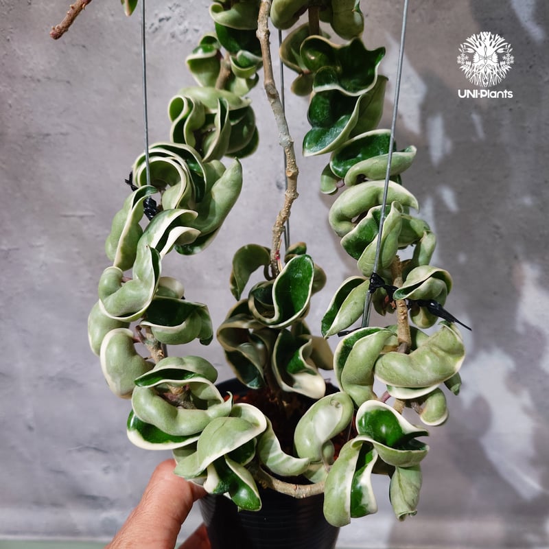 タイ直輸入・ホヤ植物 希少】Hoya Compacta Albomarginata long