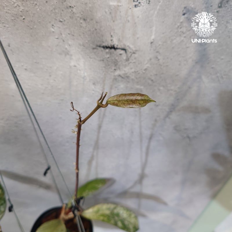 タイ直輸入・ホヤ植物 希少】Hoya Gunung gading ghost｜ホヤ グヌン