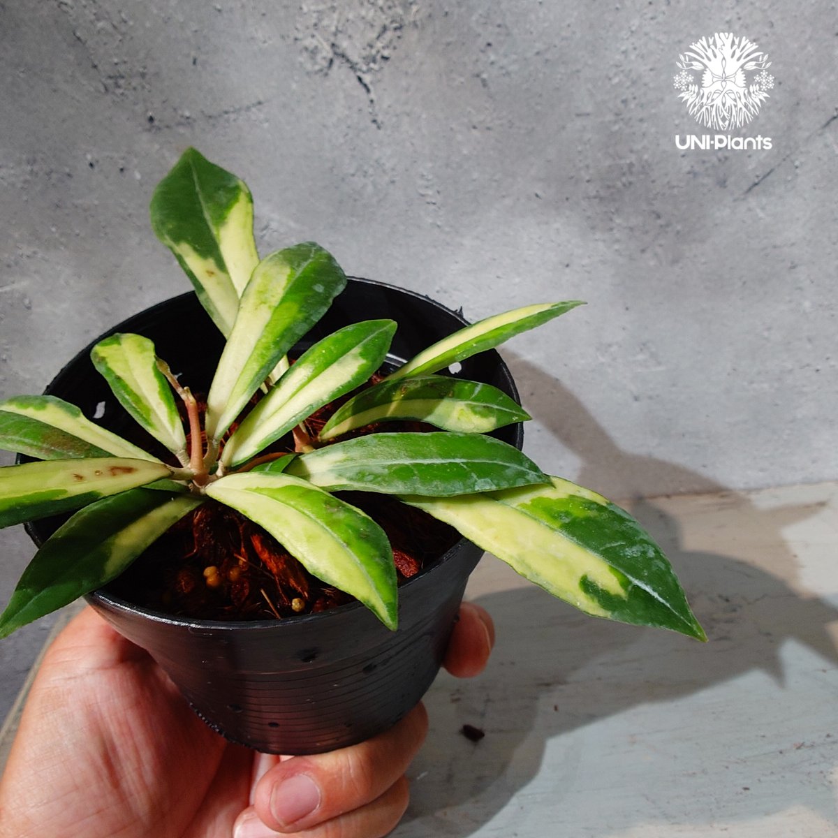 タイ直輸入・ホヤ植物 希少】Hoya Rigidifolia variegated｜ホヤ リ