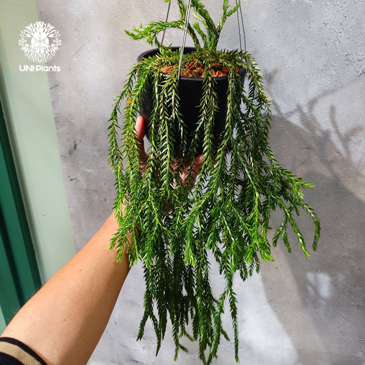 タイ直輸入・現地選抜】Huperzia carinata dwarf｜フペルジア