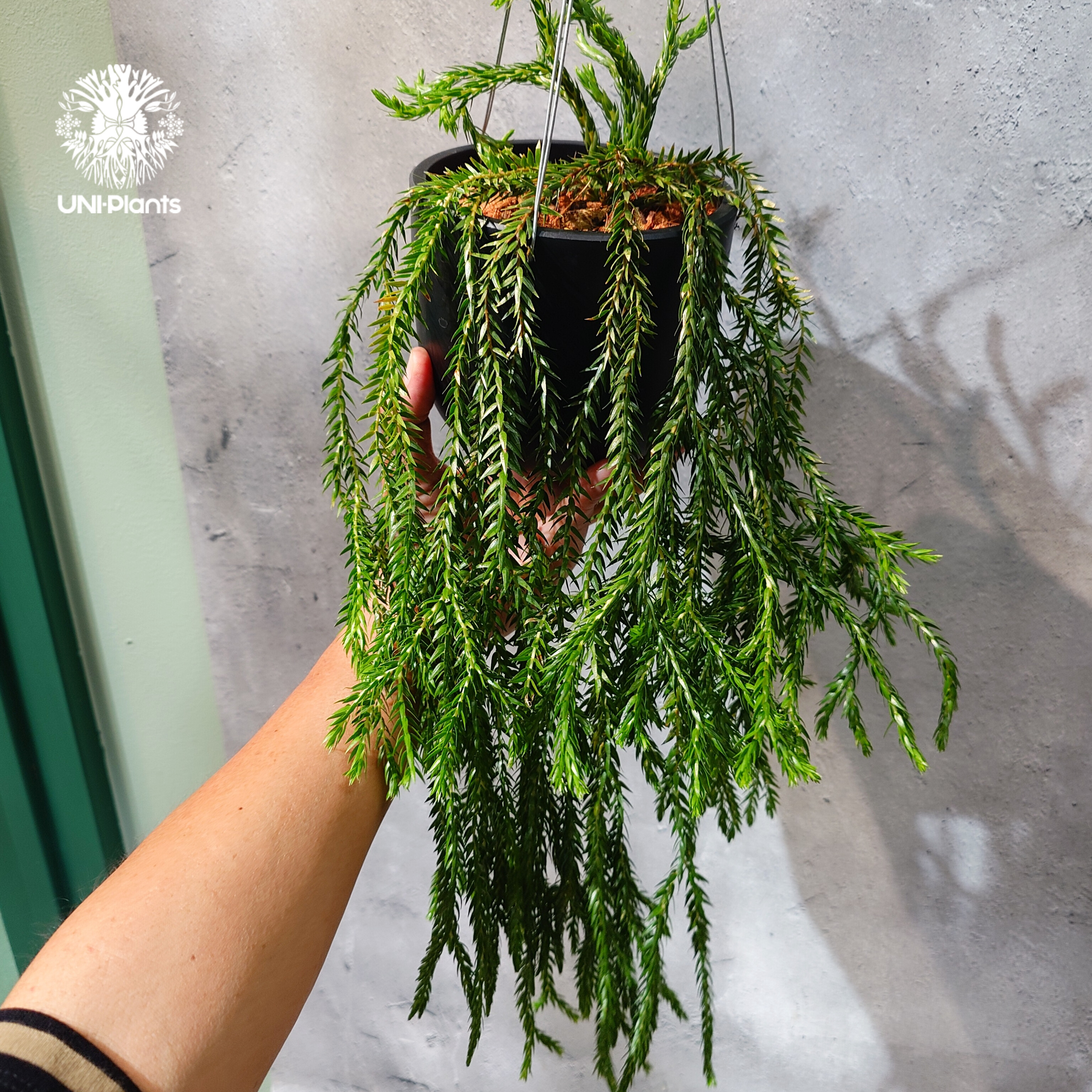 フペルジア　カリナータ　huperzia carinata タイ直輸入・現地選抜】Huperzia carinata dwarf｜フペルジア