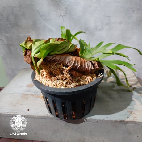 【タイ直輸入・現地選抜】Platycerium Ravana｜ビカクシダ  'ラヴェナ '｜ビカクシダハイブリッド｜Platycerium｜ビカクシダ