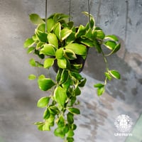 【タイ直輸入・ホヤ植物 希少】Hoya heuschkeliana 'Albomarginata '｜ホヤ ヘウスケリアナ アルボマルギナータ｜希少種｜斑入りホヤ植物｜レアなホヤ植物