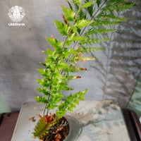 【タイ直輸入・現地選抜】Drynaria rigidula var ' Whitei '｜ドリナリア リギデュラ 'ホワイティ'｜ドリナリア｜Drynaria｜着生シダ植物