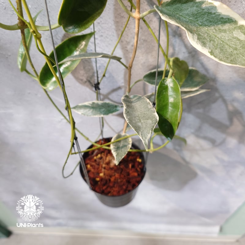 タイ直輸入・ホヤ植物 希少】Hoya 'Archboldiana albomarginat
