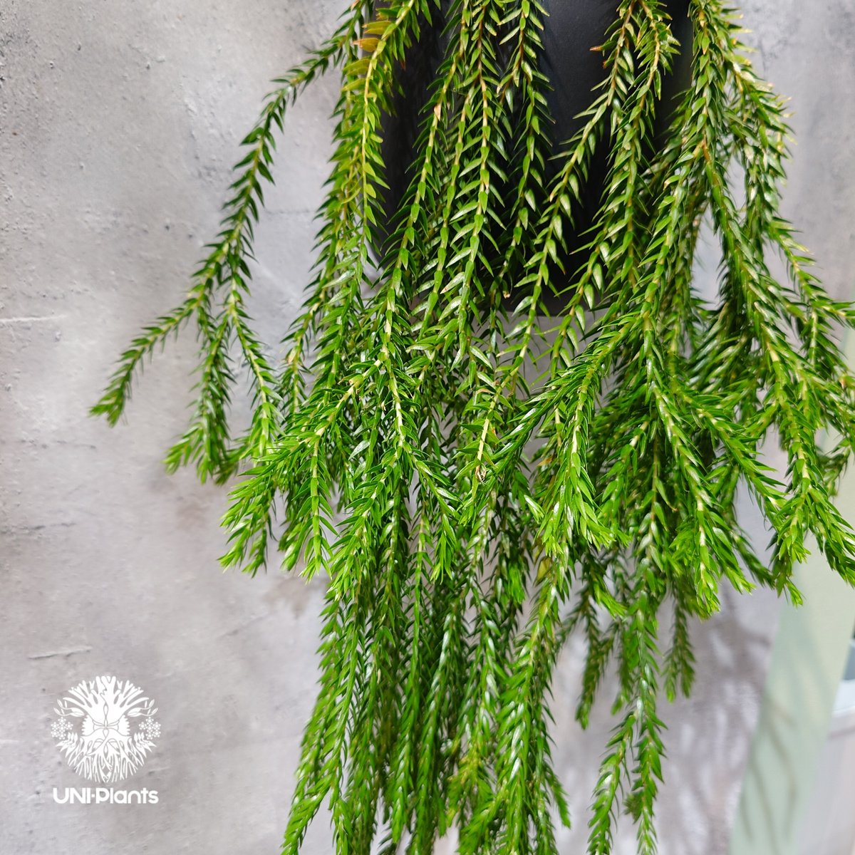 タイ直輸入・現地選抜】Huperzia carinata dwarf｜フペルジア