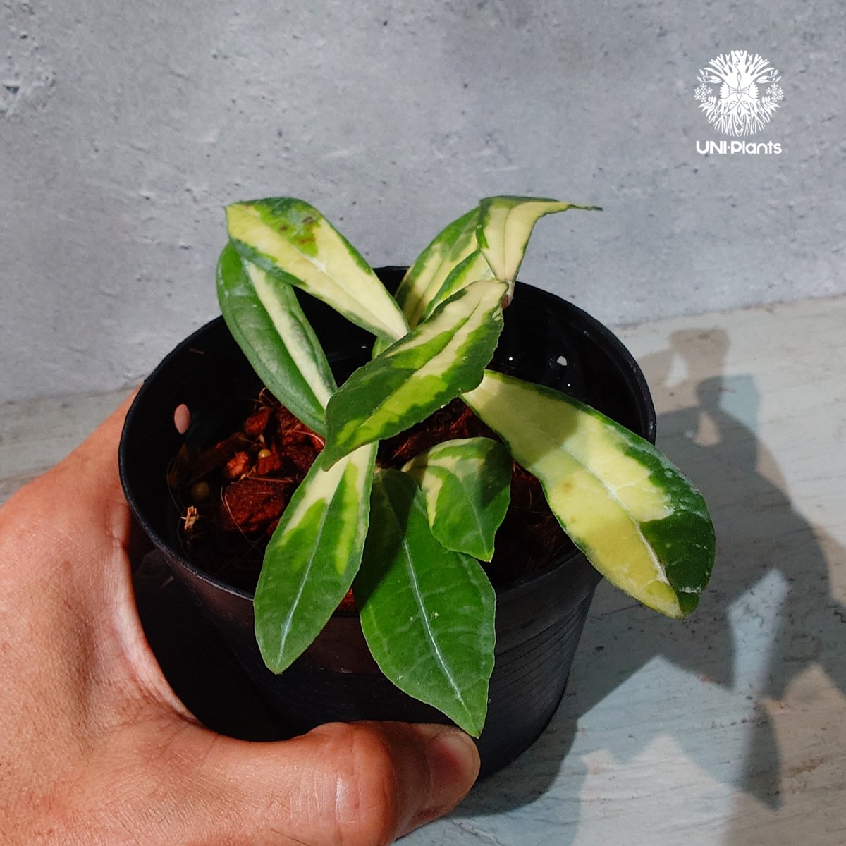 タイ直輸入・ホヤ植物 希少】Hoya Rigidifolia variegated｜ホヤ リ