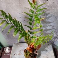 【タイ直輸入・現地選抜】Drynaria rigidula var ' Whitei '｜ドリナリア リギデュラ 'ホワイティ'｜ドリナリア｜Drynaria｜着生シダ植物