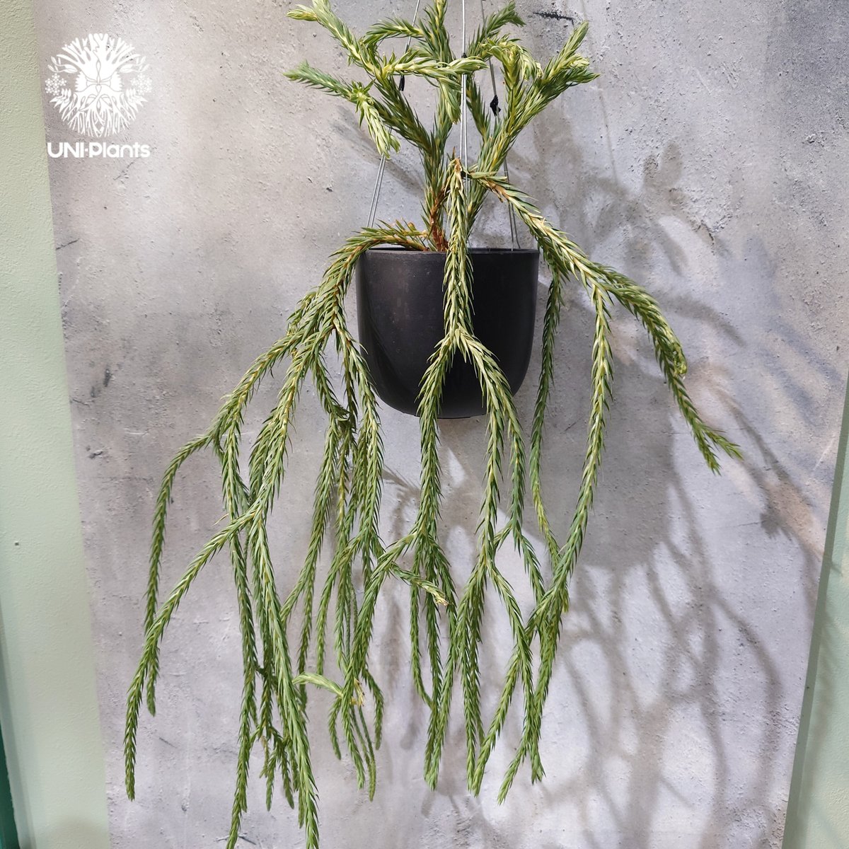 タイ直輸入・現地選抜】Huperzia carinata 'Blue'｜フペルジア カリナー