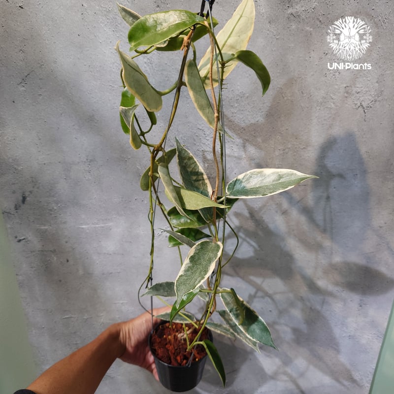 タイ直輸入・ホヤ植物 希少】Hoya 'Archboldiana albomarginat