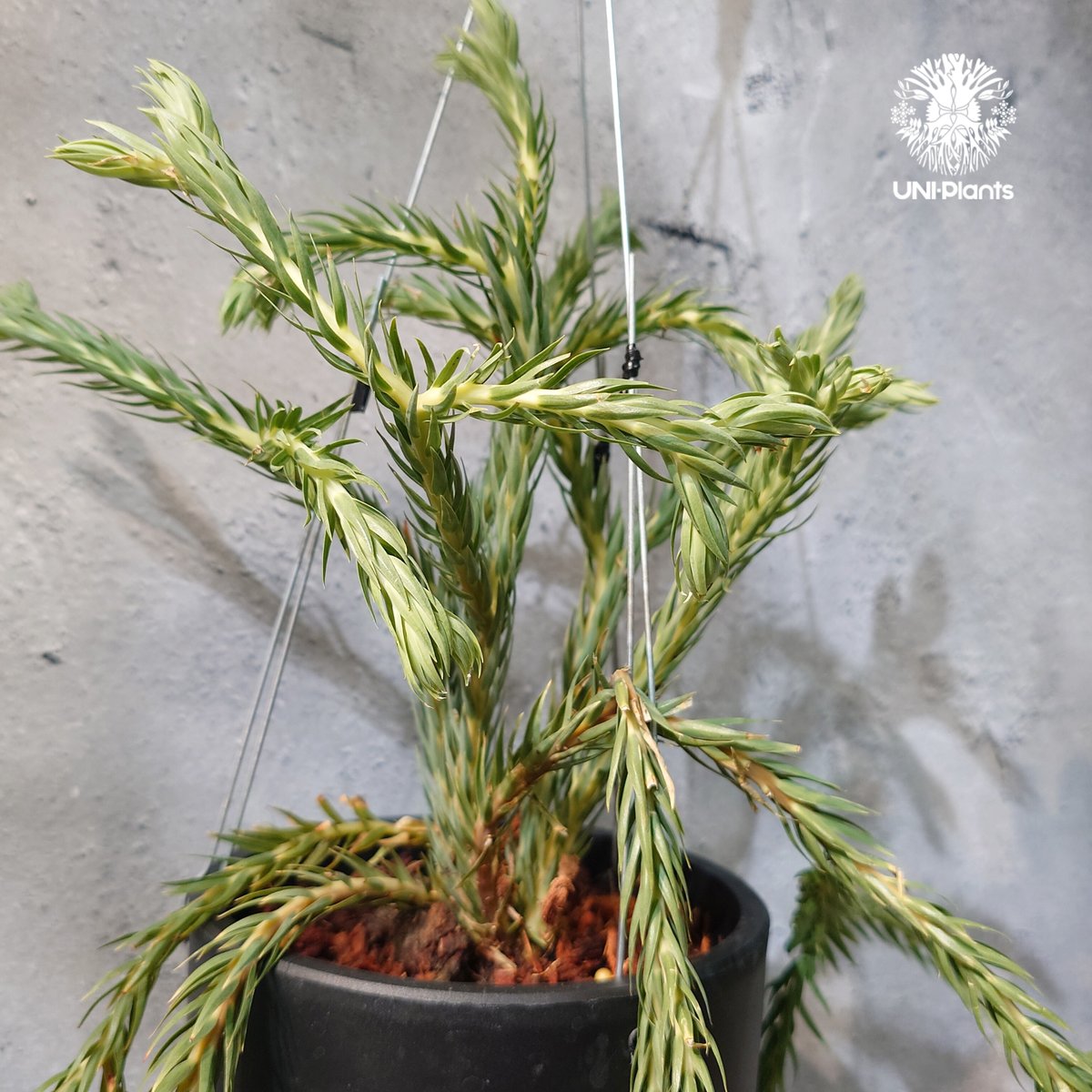 フペルジア　カリナータ　huperzia carinata タイ直輸入・現地選抜】Huperzia carinata 'Blue'｜フペルジア カリナー