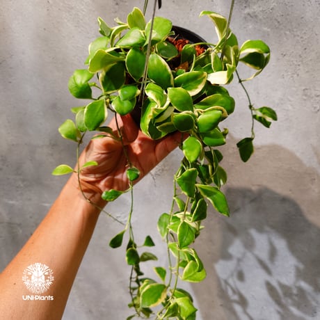 【タイ直輸入・ホヤ植物 希少】Hoya heuschkeliana 'Albomarginata '｜ホヤ ヘウスケリアナ アルボマルギナータ｜希少種｜斑入りホヤ植物｜レアなホヤ植物